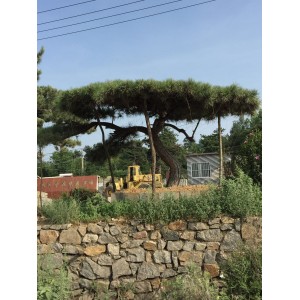 景观松基地