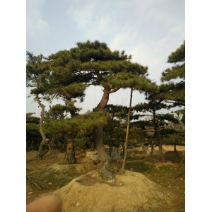 精品古松