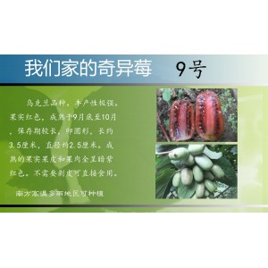 软枣猕猴桃基地
