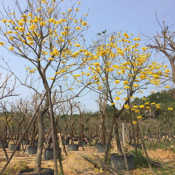 9黄花风铃木