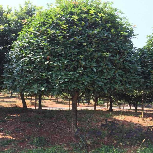 3 桂花树