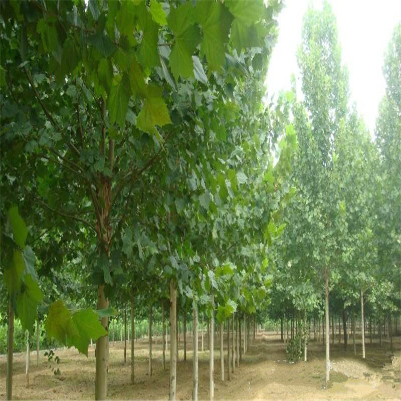 3FEAD61A3E4C2B099902DAFD1B004485_meitu_5