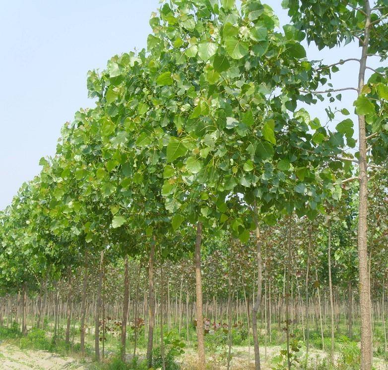 c12048989626264b4228033a879bab84_EA33C69274C1227EF6B886222CA8064D