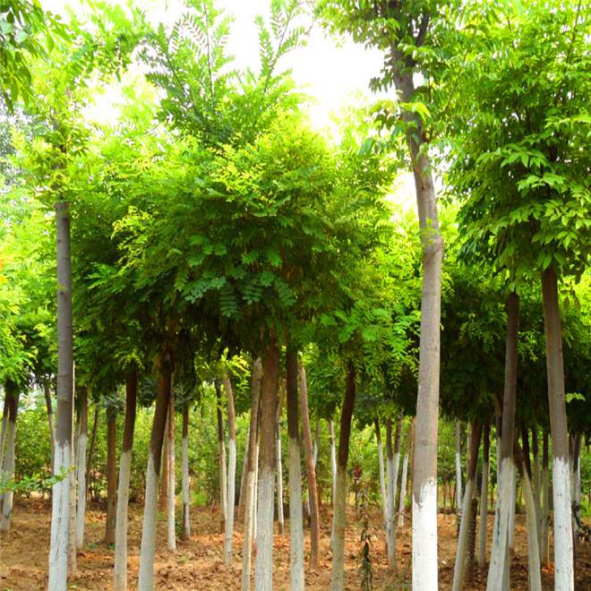 9423eeea951ce515c6657139346f890a_90