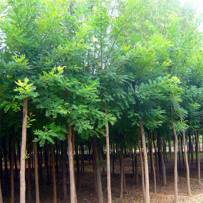 53b9c0499bdfc0a04c9d88cb91f1bde5_90