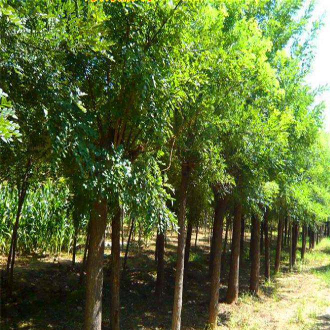 e8d16e2dc5a12094e11df8493a623c88_90