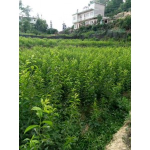 蜂糖李种植基地