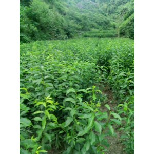 蜂糖李种植基地