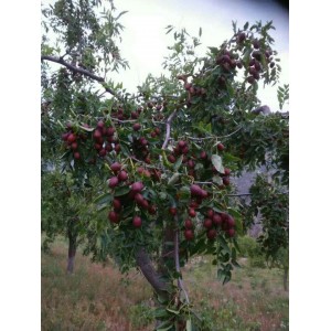 嫁接金丝大红枣树苗