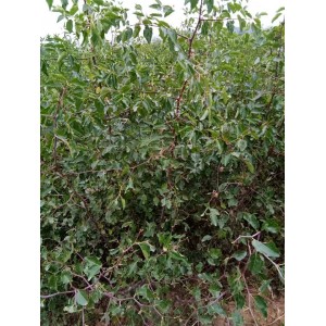 嫁接金丝大红枣树苗