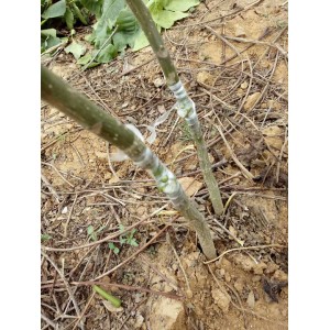 嫁接薄皮核桃树苗