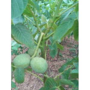 嫁接薄皮核桃树苗