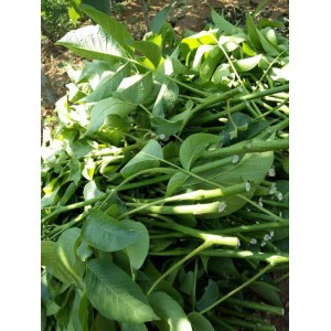 嫁接薄皮核桃树苗