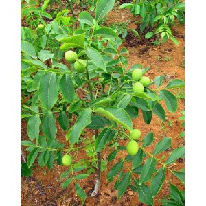 嫁接薄皮核桃树苗