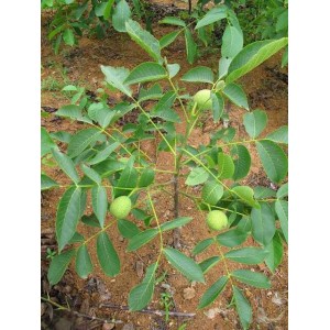 嫁接薄皮核桃树苗