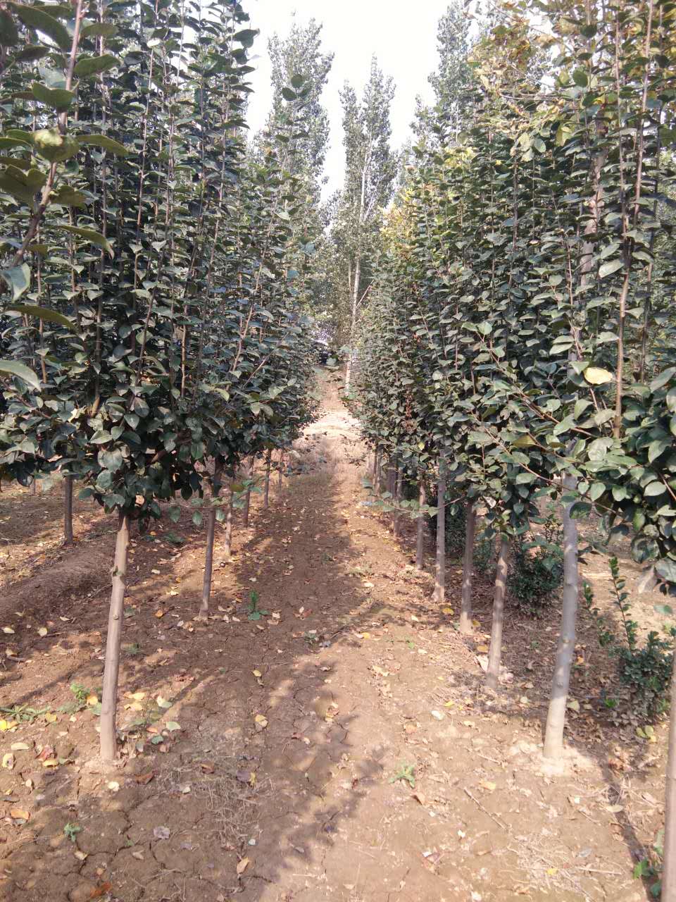 5--7公分一米分支的西府海棠