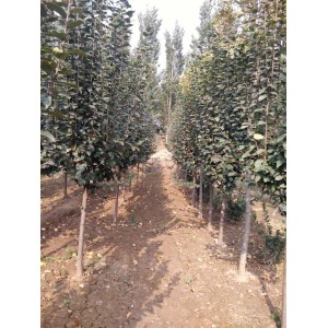 5--7公分一米分支的西府海棠