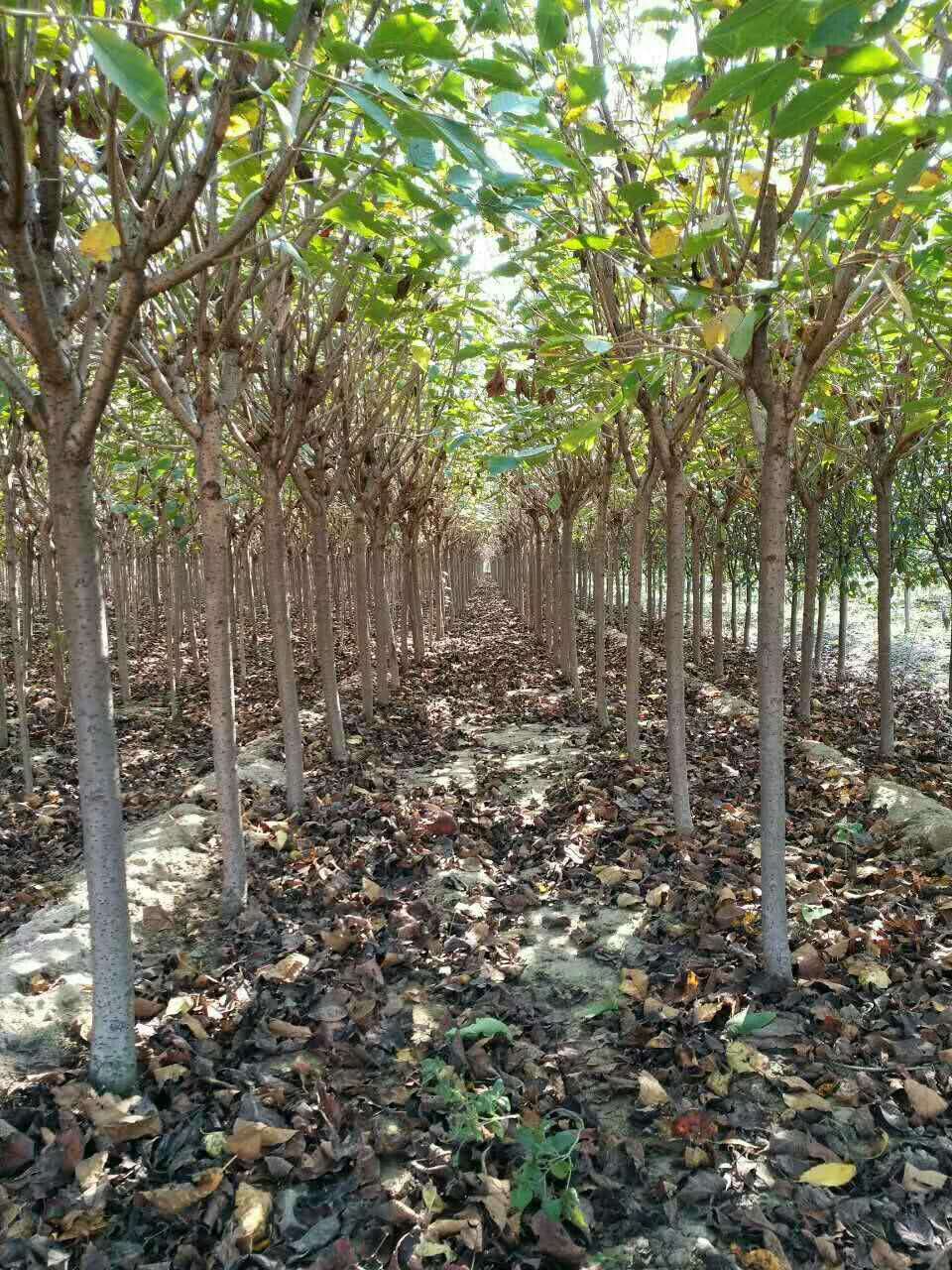 5公分的精品红叶碧桃