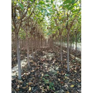 5公分的精品红叶碧桃