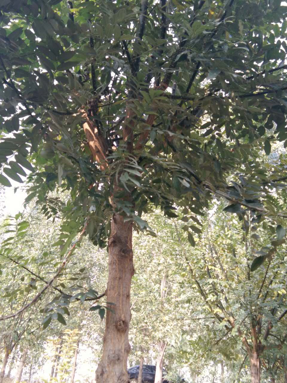 7--8公分精品国槐