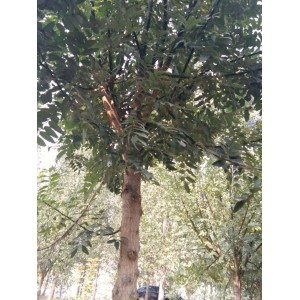 7--8公分精品国槐