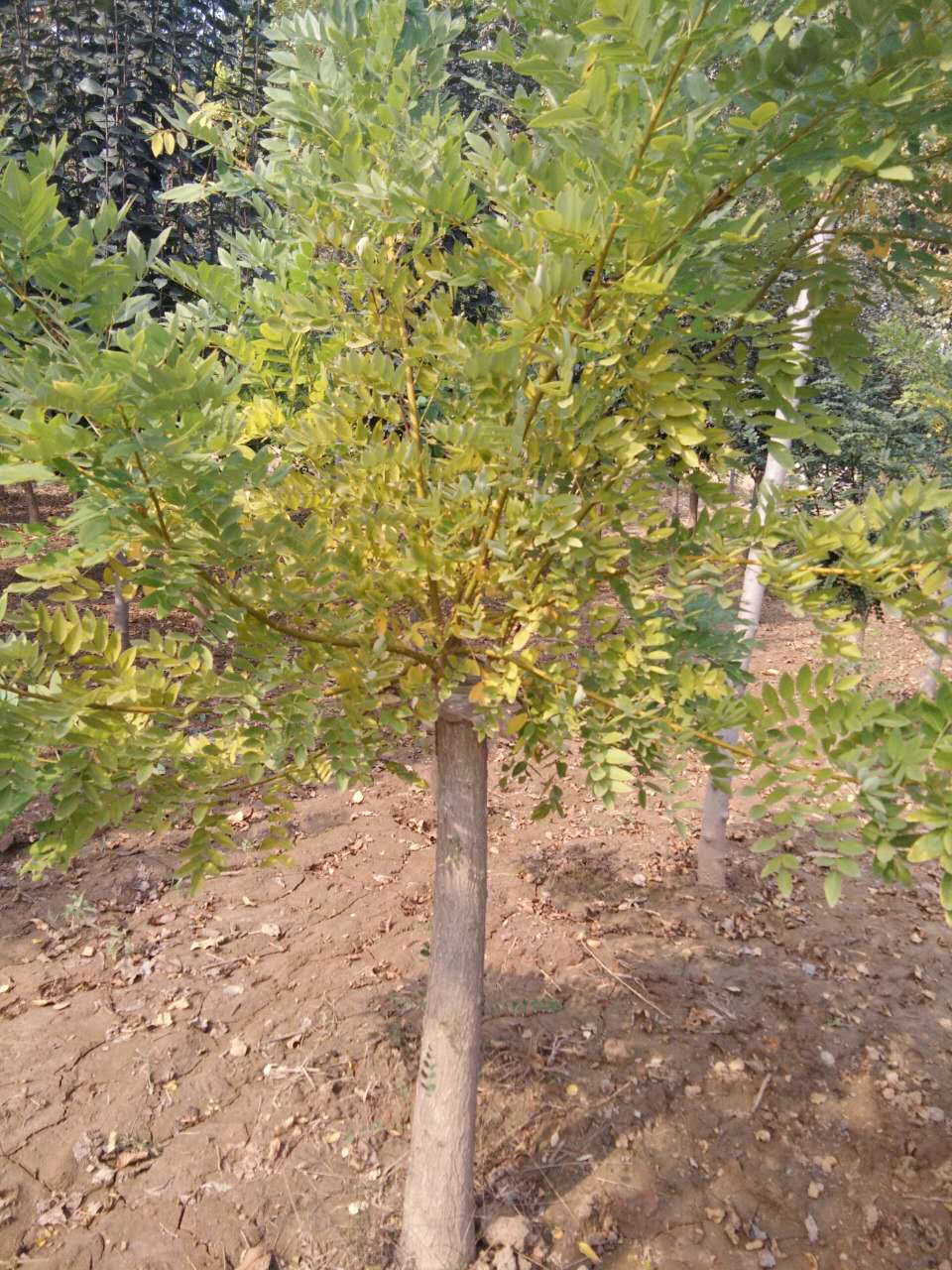 8--10公分矮接金枝槐