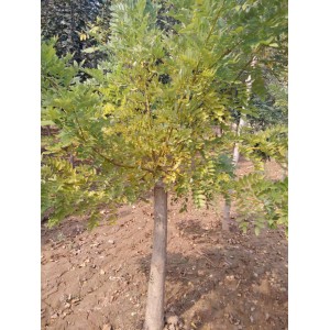 8--10公分矮接金枝槐