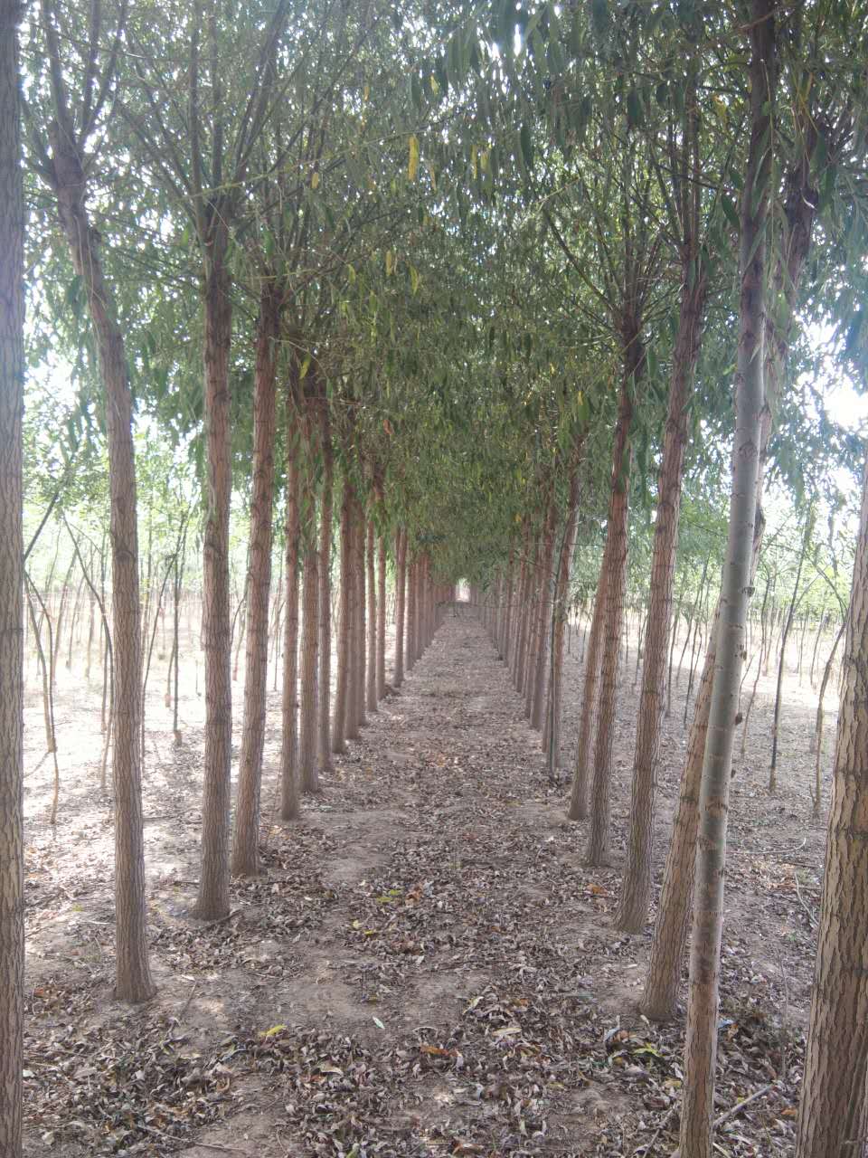 8--10公分平头一年冒的柳树