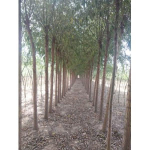 8--10公分平头一年冒的柳树