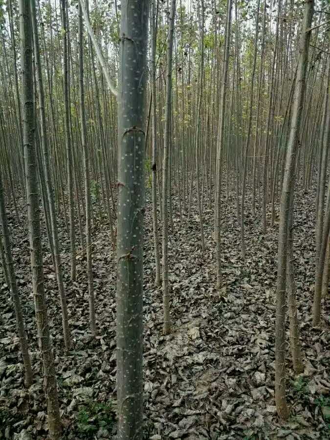 107速生杨两年苗