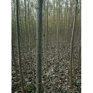 107速生杨两年苗