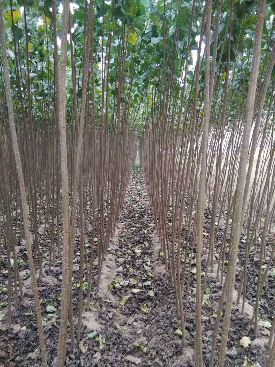 107速生杨一年苗