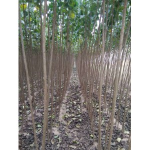 107速生杨一年苗