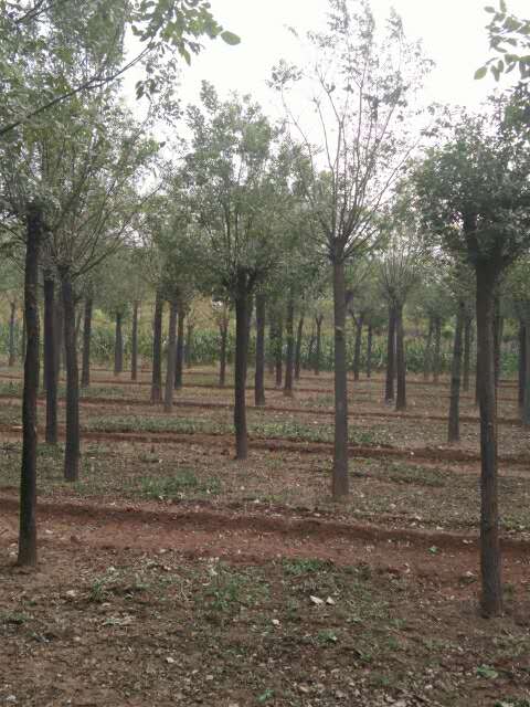 国槐8--10公分平头两年冒