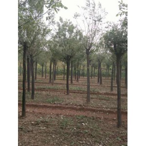 国槐8--10公分平头两年冒