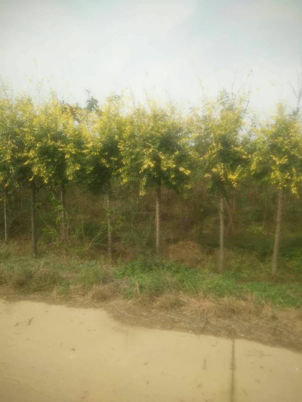 金叶榆基地