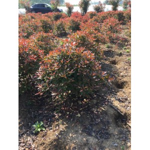 榉树价格，雪松工程苗价格，朴树价格，红叶石楠价格，红枫价格