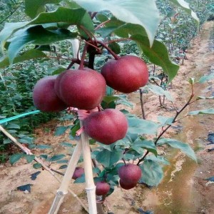 中国红梨（绝世红梨）苗