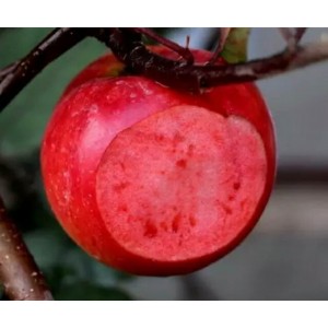（红色之爱）红肉苹果苗