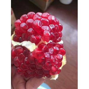 软籽石榴苗