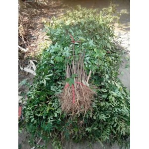 大红袍花椒苗
