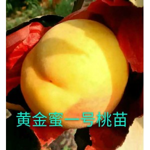 黄金蜜桃桃苗