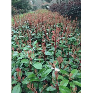 红叶石楠小苗