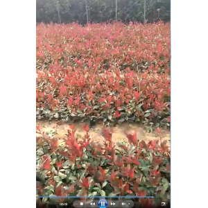 红叶石楠小苗实拍视频