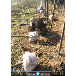 紫叶李树实拍视频