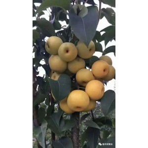 秋月梨树苗挂果状