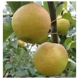 王露香梨梨苗