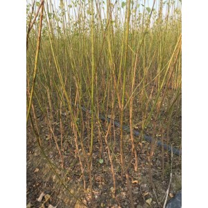 原生红梅一年生高50～150厘米