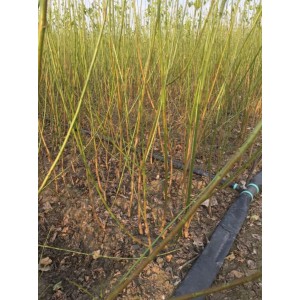 原生绿萼梅一年生高50～150厘米