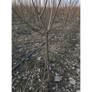 原生红梅地径2厘米